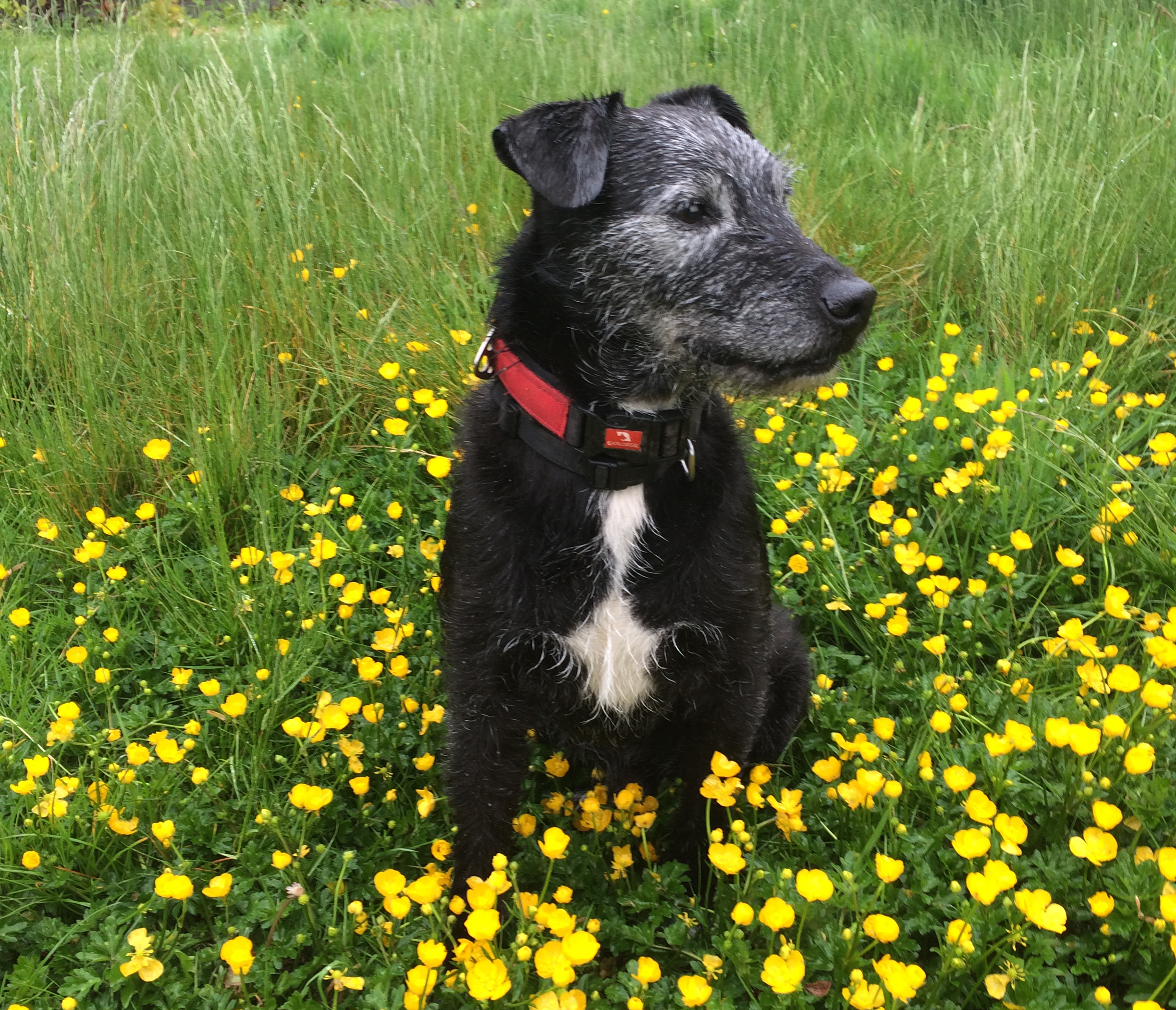 Green pet services Chorlton and South Manchester